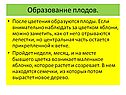 Образование плодов