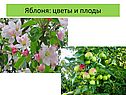 Цветы и плоды
