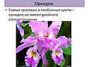 Орхидеи
