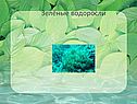 Зелёные водоросли