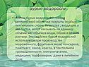 Бурые водоросли