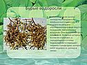 Бурые водоросли