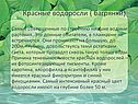 Красные водоросли ( багрянки)