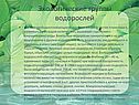 Экологические группы водорослей