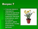 Комнатное растение