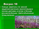 Растения с фиолетовыми и синими цветками