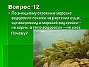 Морские водоросли