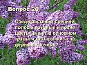 Крупные и яркие цветы