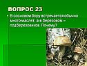 В сосновом бору встречается обычно много маслят