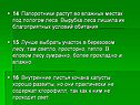 Папоротники растут