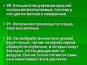 Цветки мелкие и невзрачные