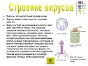 Строение вирусов
