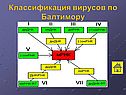 Классификация вирусов по Балтимору