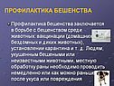 Профилактика бешенства