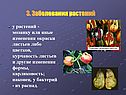 Заболевания растений