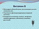 Витамин В