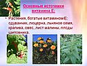 Растения, богатые витамином Е