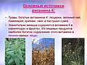 Травы, богатые витамином К