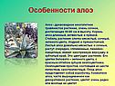 Особенности алоэ