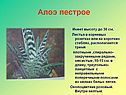 Алоэ пестрое