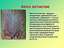 Алоэ остистое