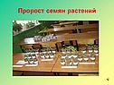 Пророст семян растений