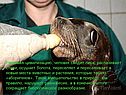 Развивая цивилизацию, человек сводит леса, распахивает степи