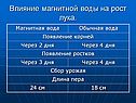 Влияние магнитной воды на рост лука