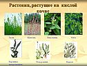 Растения, растущие на кислой почве