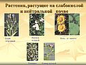 Растения, растущие на слабокислой и нейтральной почве