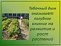 Табачный дым