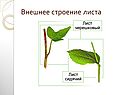 Внешнее строение листа