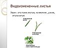Видоизмененные листья