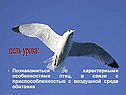 Внутреннее строение птиц