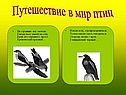 Путешествие в мир птиц