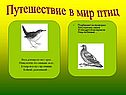 Путешествие в мир птиц