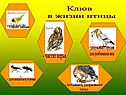 Внутреннее строение птиц