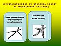 Строение и роль ног в жизни птиц