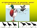 Строение и роль ног в жизни птиц