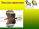 Типы и роль перьев птицы