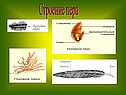 Строение пера