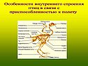 Особенности внутреннего строения птиц в связи с приспособленностью к