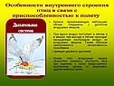 Особенности внутреннего строения птиц в связи с приспособленностью к