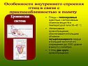 Особенности внутреннего строения птиц в связи с приспособленностью к