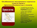 Особенности внутреннего строения птиц в связи с приспособленностью к