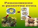 Размножение и развитие птиц