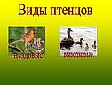 Виды птенцов