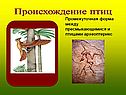 Происхождение птиц