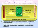 Внутренняя среда организма и её компоненты