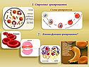 «Внутренняя среда организма» 8 класс